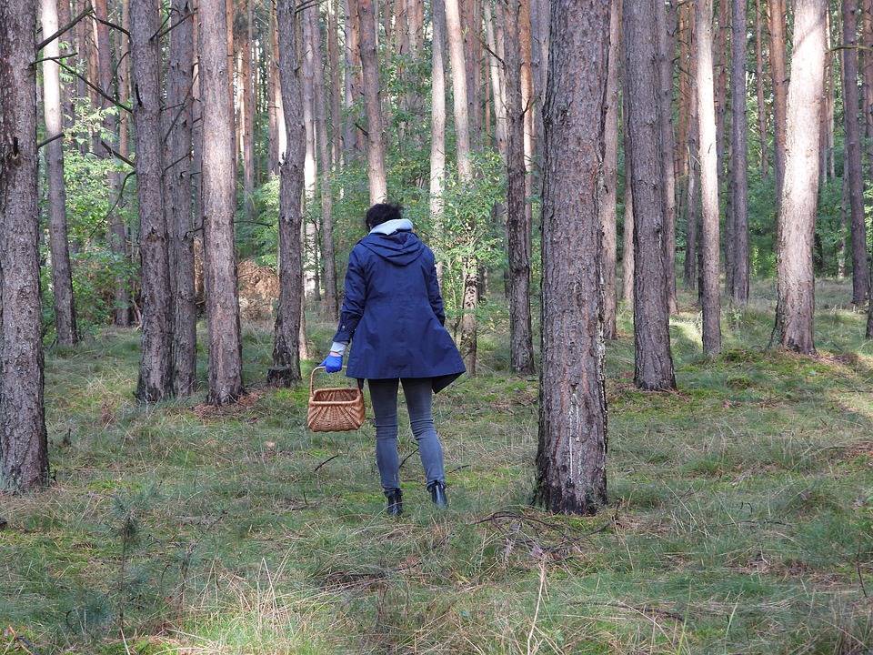 forest-4540415_960_720